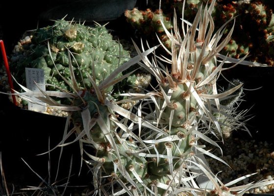 Tephrocactus_articulatus_v